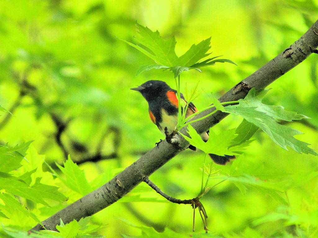 American Redstart HDR 20160511 by Kenneth Cole Schneider is licensed under CC BY-NC-ND 2.0